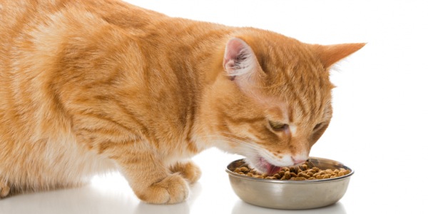  Comment nourrir son chat de façon équilibrée ? 